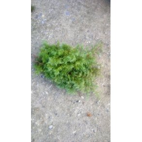 Foderhallens Bl�d Eneb�r 50 gram