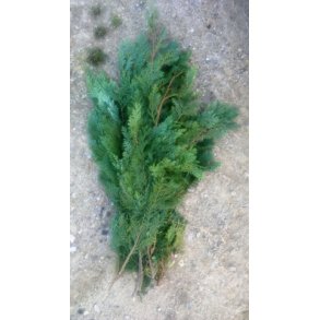 Foderhallens Cypress Bl� 1 kg