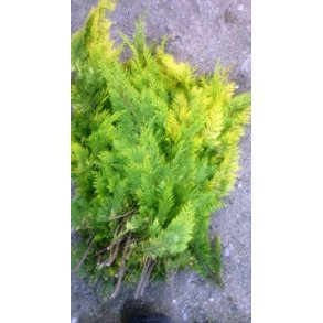 Foderhallens Cypress gul 1 kg