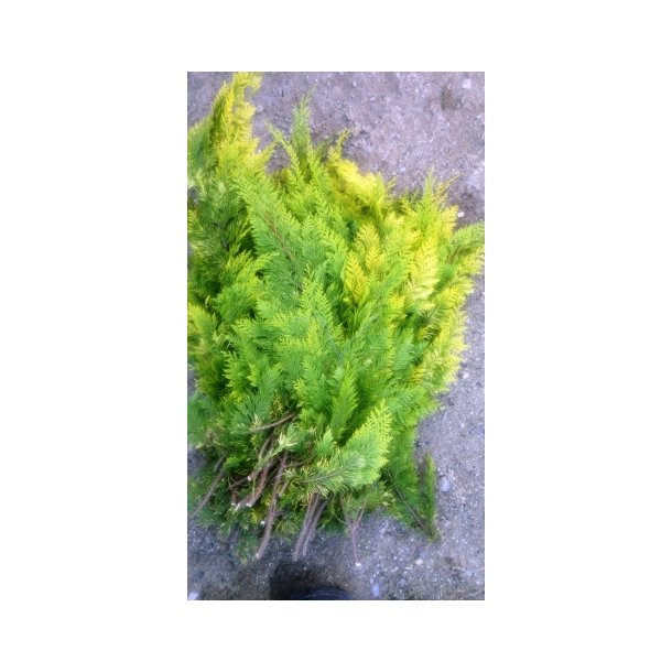 Foderhallens Cypress gul 1 kg