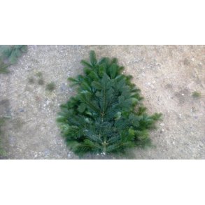 Foderhallens Normann gran til bed afd�kning 10 kg (50-150 cm grene)