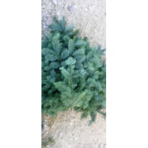 Foderhallens Nobilis gran, bl�/s�lv til pynt 