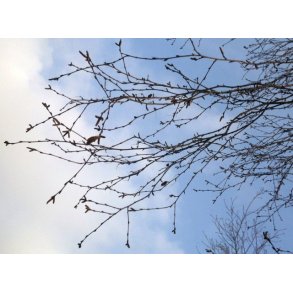 Foderhallens Birke grene 1 kg