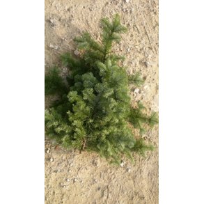 Foderhallens Nobilis gran: til pynt 1 kg 