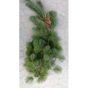 Foderhallens Silkefyr til pynt 1 kg