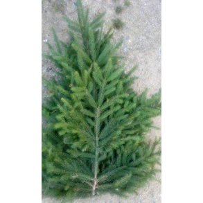 Foderhallens R�dgran til bed afd�kning 10 kg (50-150 cm grene)