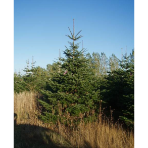 Foderhallens Juletr� 3-4 meter Normanngran